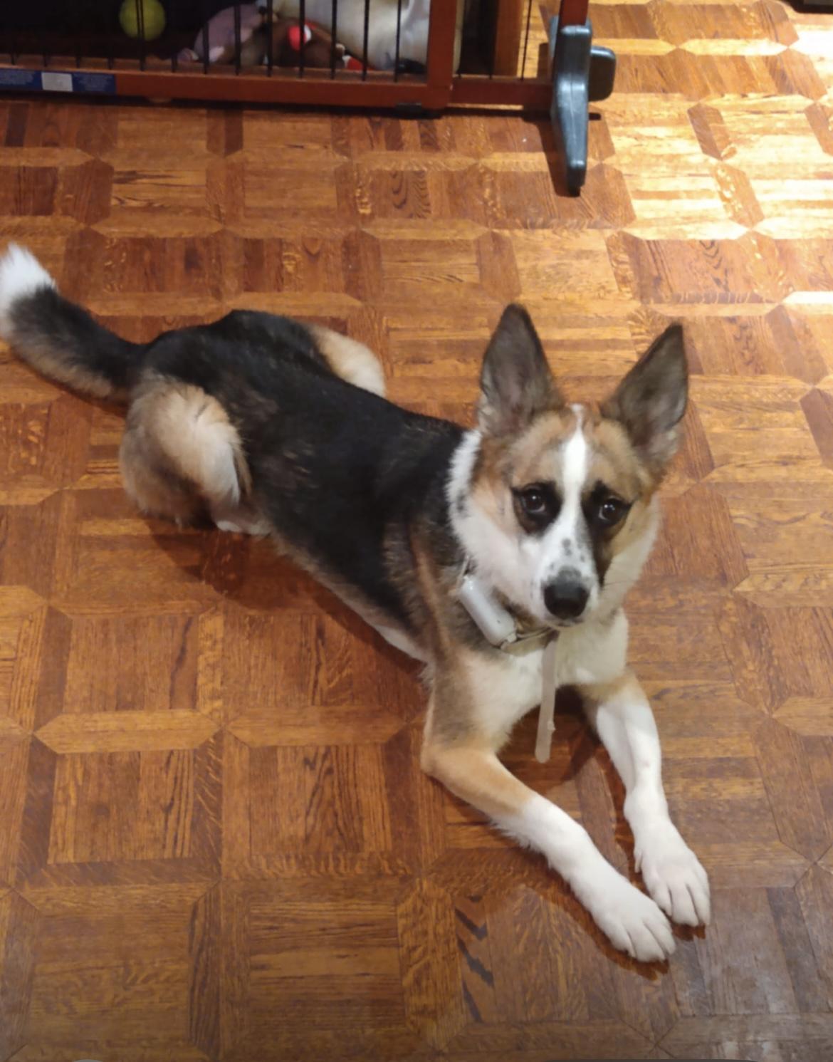 Alice, Young Female Mixed Breed