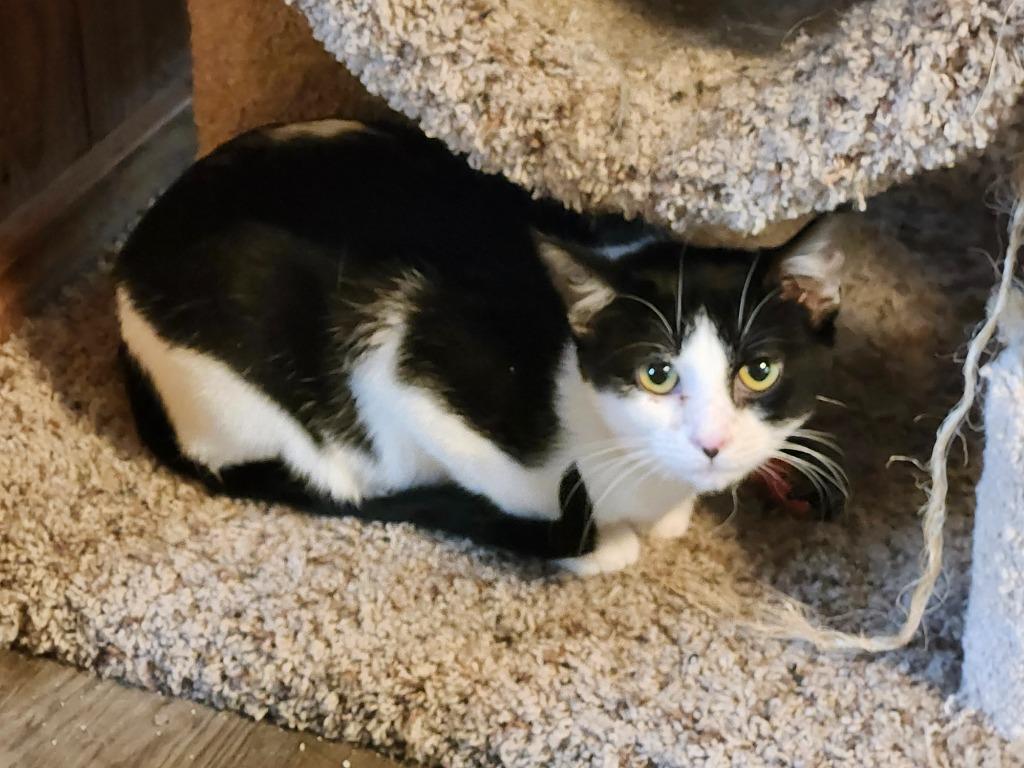 Carlotta, Adoptable, Young Female Domestic Short Hair.