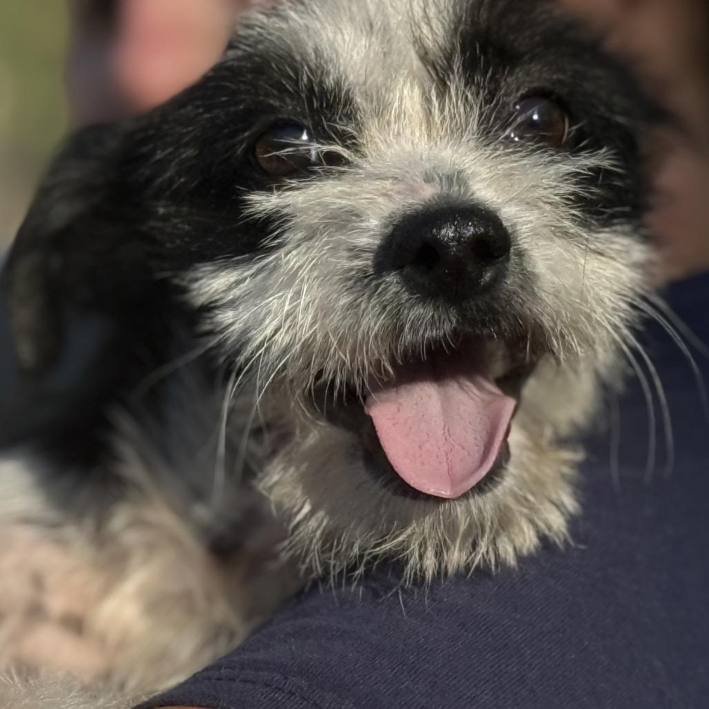 Enlarge Louie, a Adoptable mixed breed in Austin, TX image 5/5