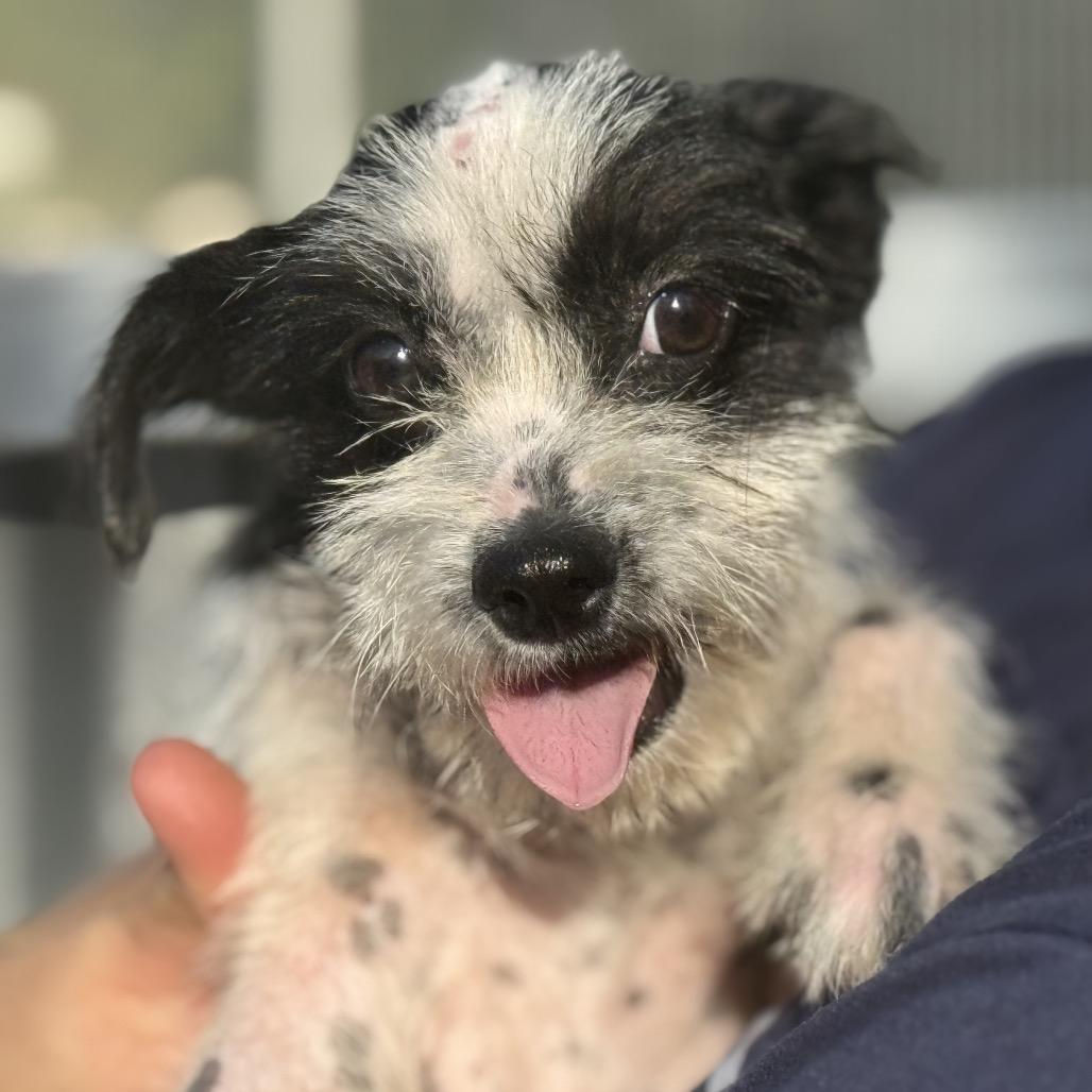 Louie, Adoptable, Puppy Male Terrier & Chihuahua.