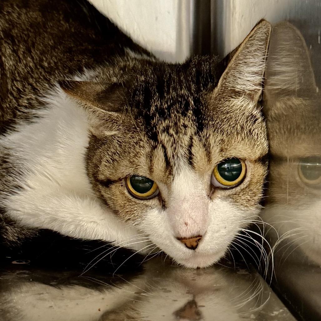 Petey — thumbnail 2