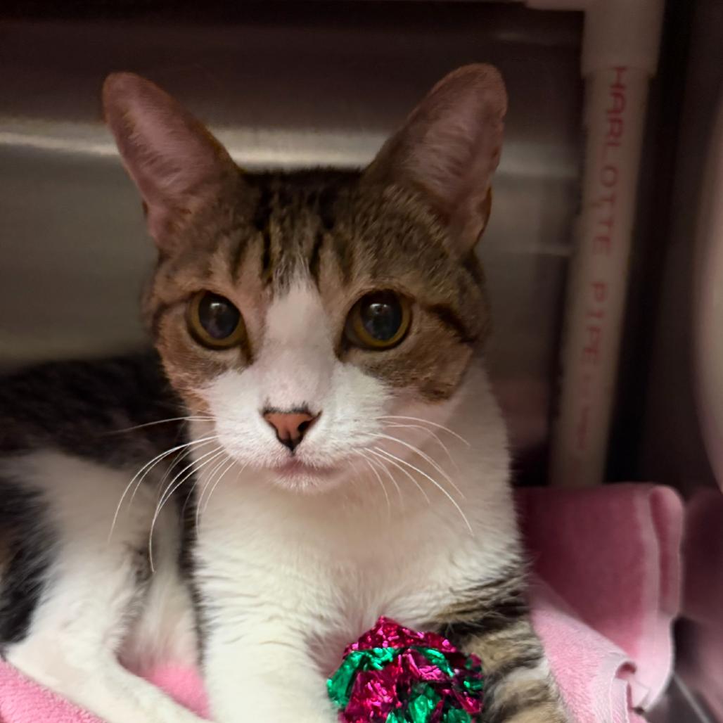 Petey — thumbnail 3