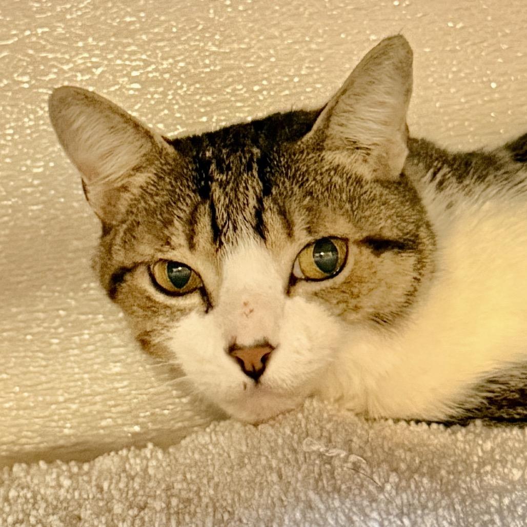 Petey — thumbnail 4