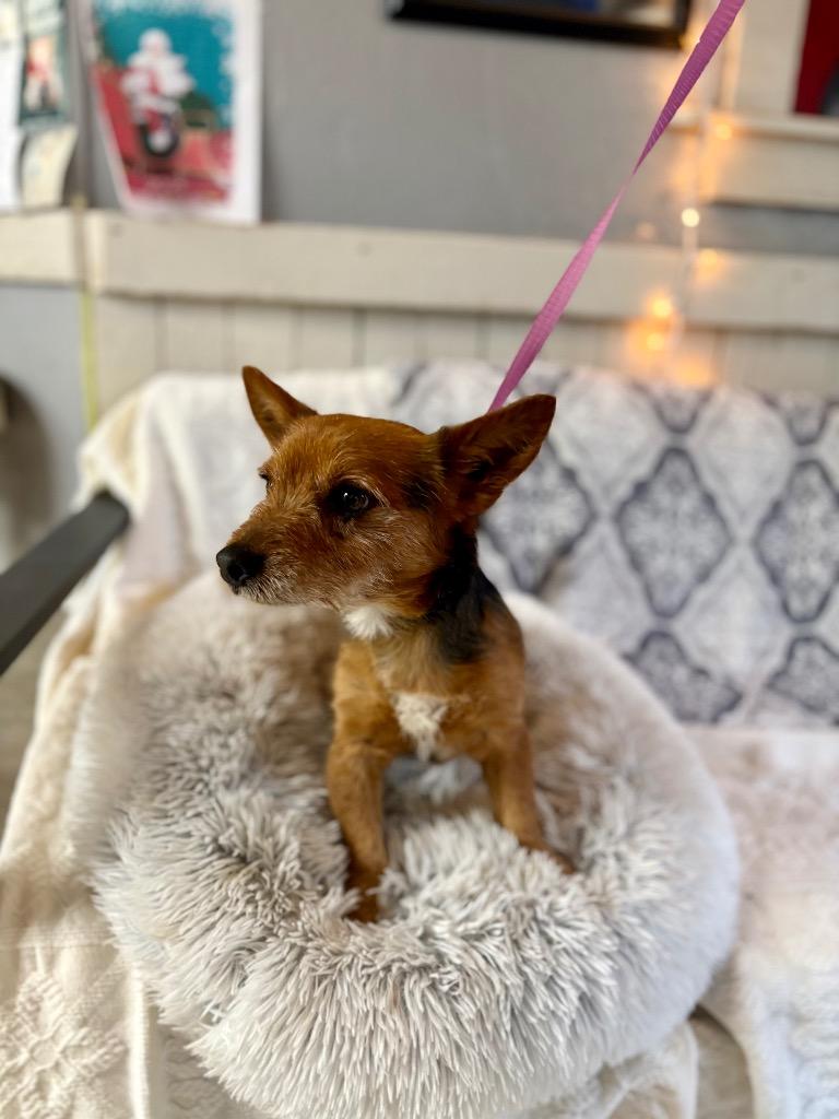 Enlarge Pepito, a Adoptable mixed breed in Fort Worth, TX image 1/1