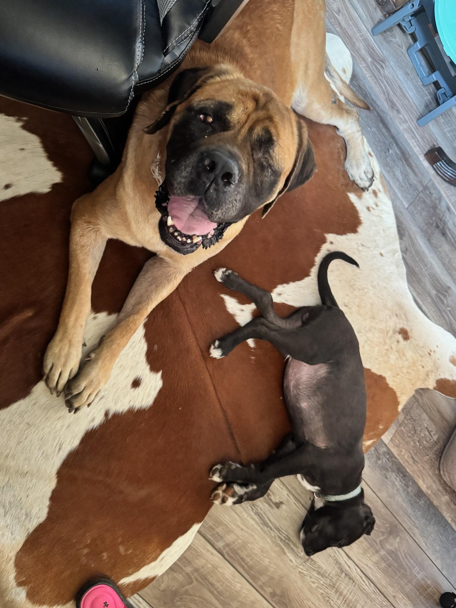 Cider - Fall in Love, Adopted, Young Female Mastiff.