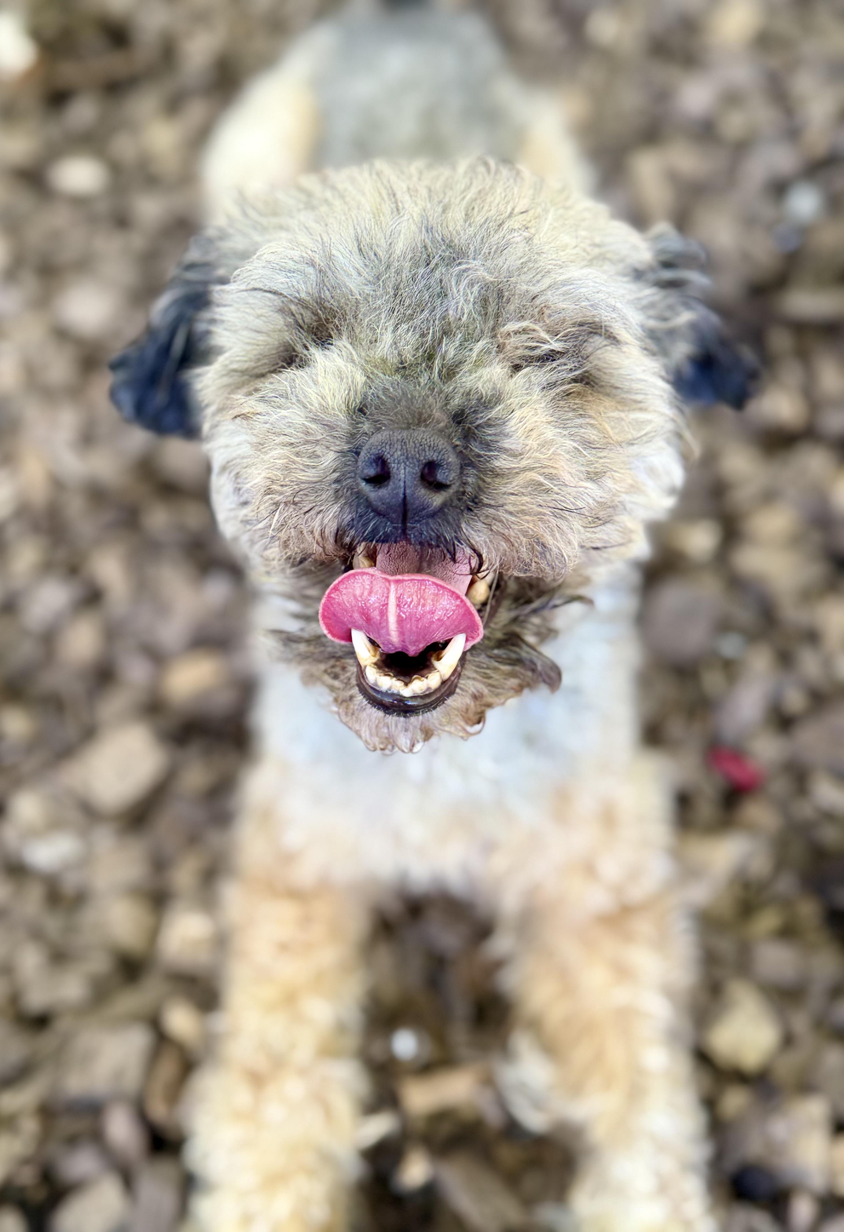 Mira- 54280, Adoptable, Senior Female Poodle (Toy).
