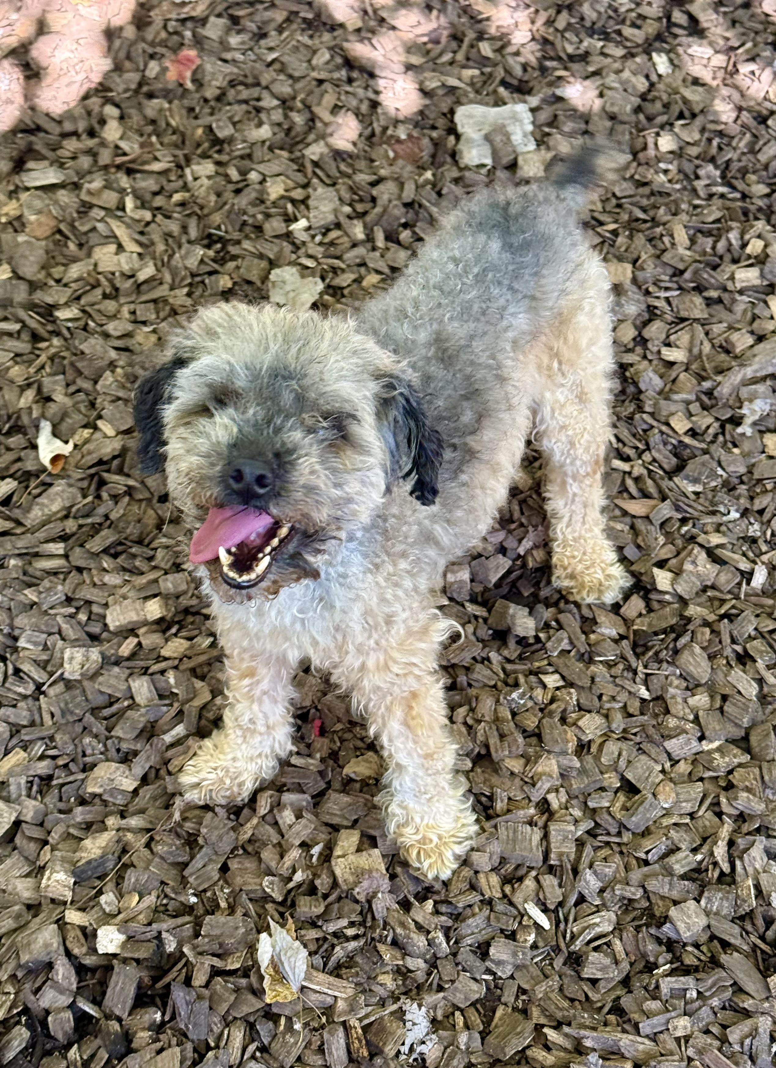 Enlarge Mira- 54280, a Adoptable mixed breed in Columbia, MD image 2/4