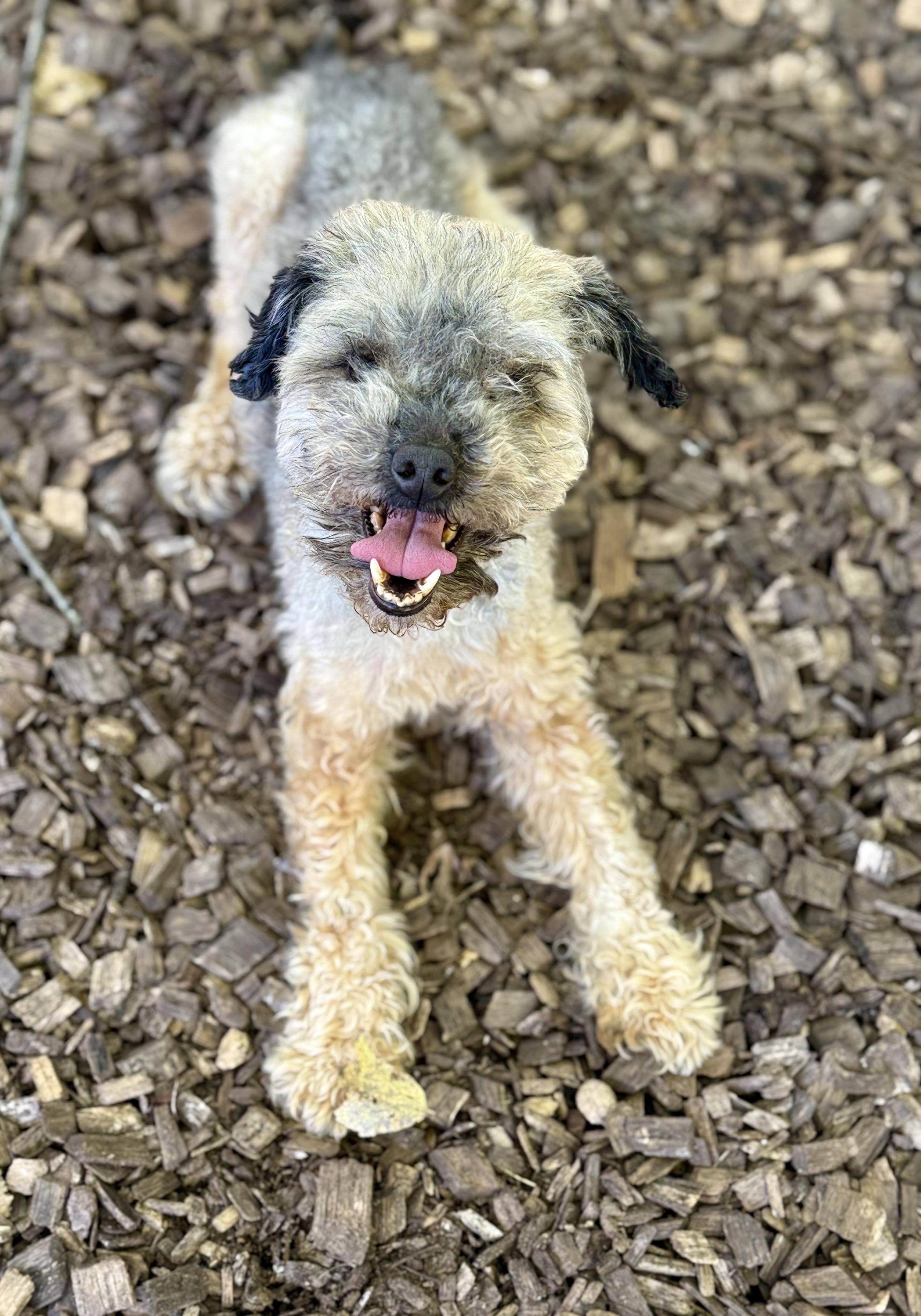 Enlarge Mira- 54280, a Adoptable mixed breed in Columbia, MD image 3/4
