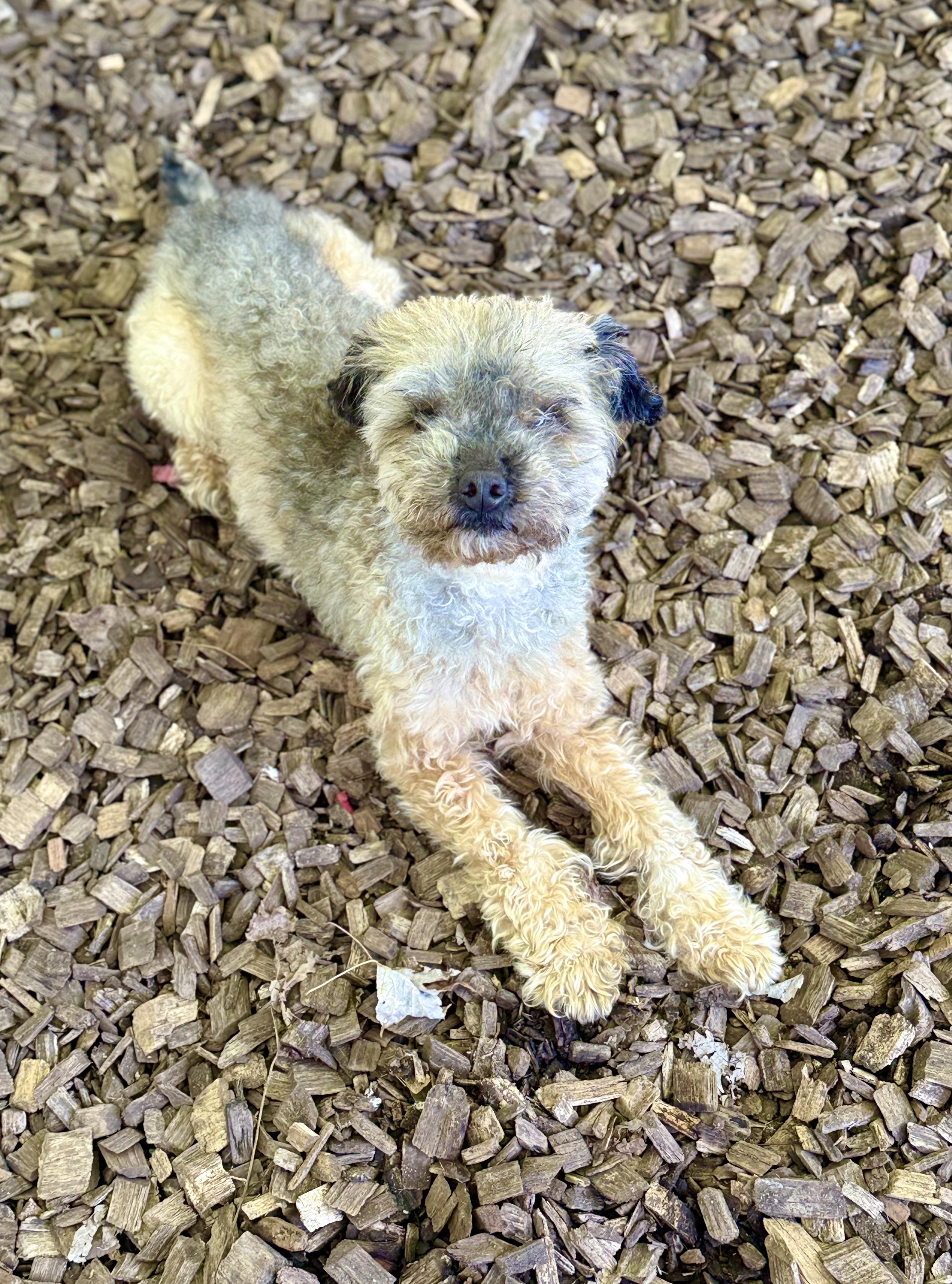 Enlarge Mira- 54280, a Adoptable mixed breed in Columbia, MD image 4/4