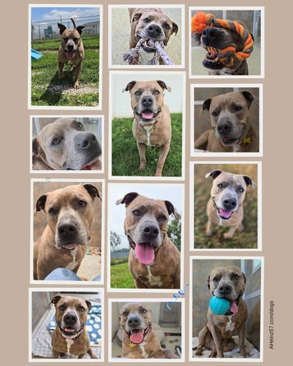 Boy, Adoptable, Adult Male Pit Bull Terrier & Mixed Breed.