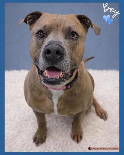 Enlarge Boy, a Adoptable mixed breed in De Soto, IA image 2/5