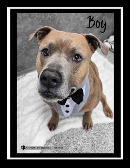 Enlarge Boy, a Adoptable mixed breed in De Soto, IA image 5/5