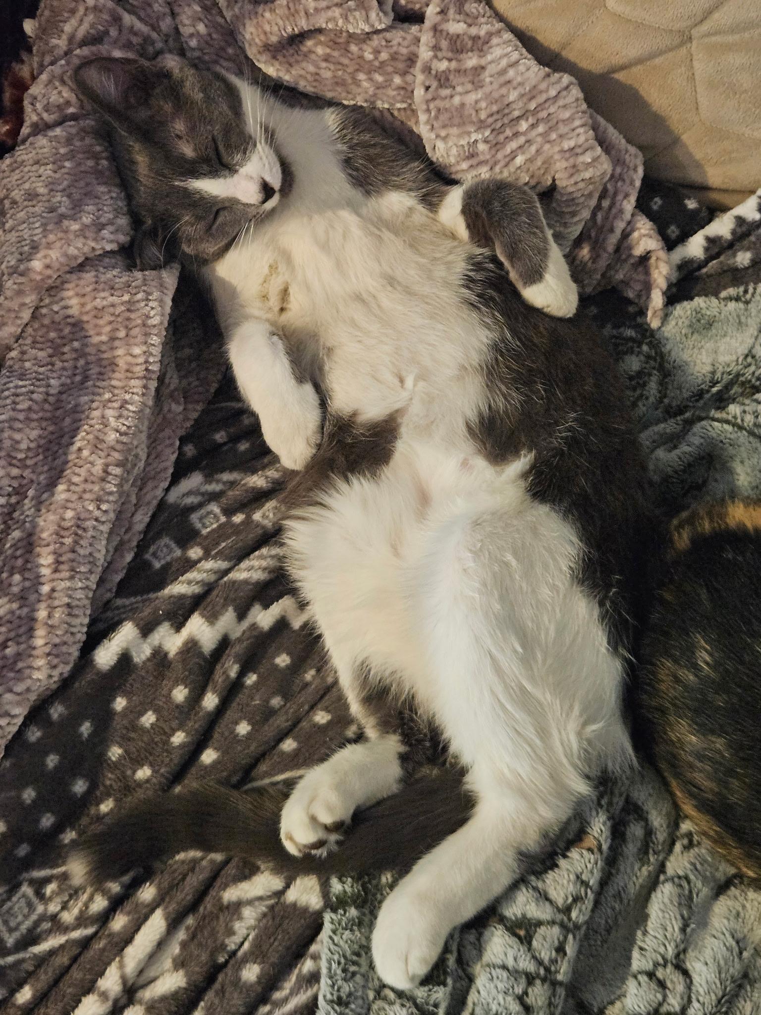 Kinski, the Velcro cat-of-a- lifetime (with that one unpopular feline special need), a Adoptable Domestic Short Hair in Gladwyne, PA image 2/6