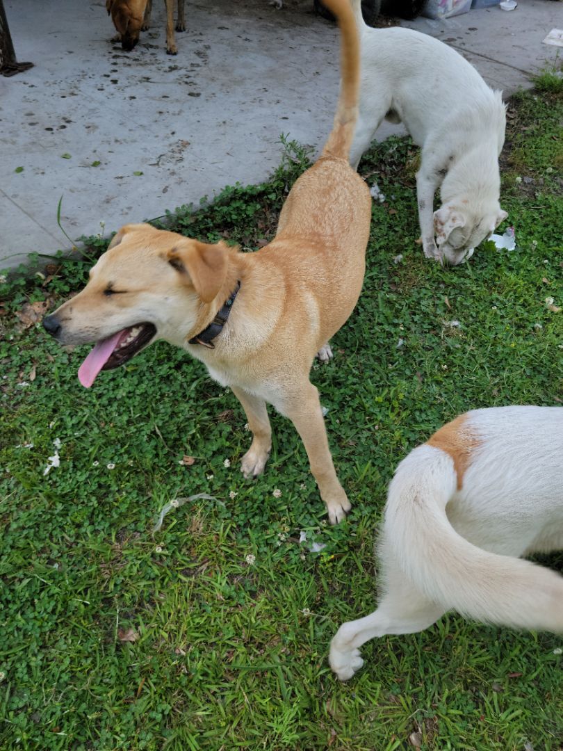 Enlarge Kratos, a Adoptable mixed breed in Branchville, SC image 1/8