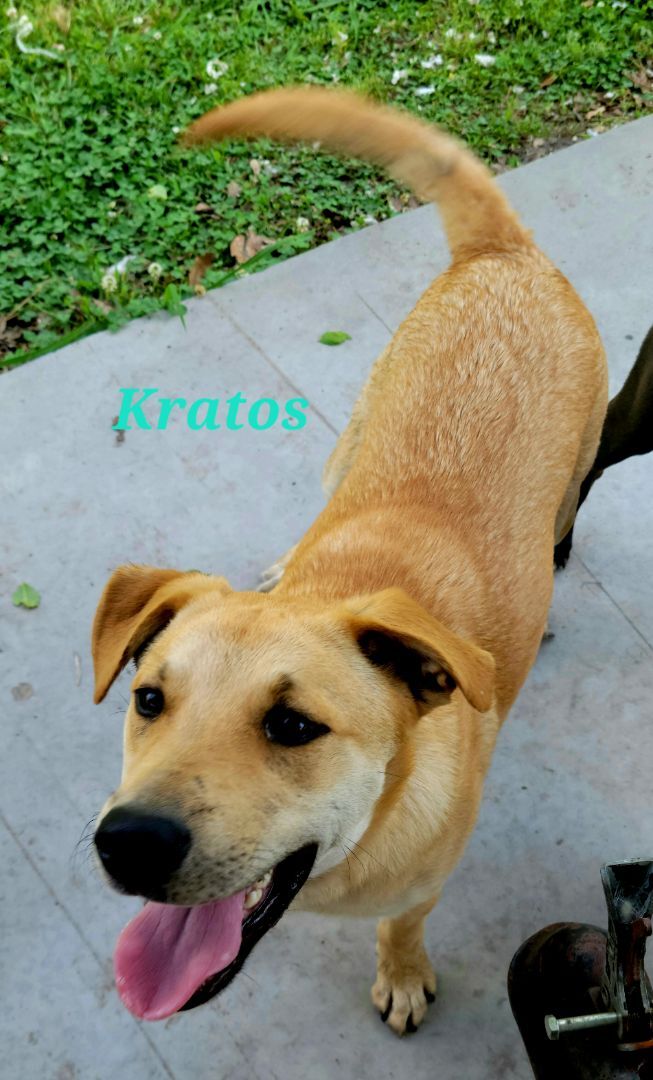 Enlarge Kratos, a Adoptable mixed breed in Branchville, SC image 2/8