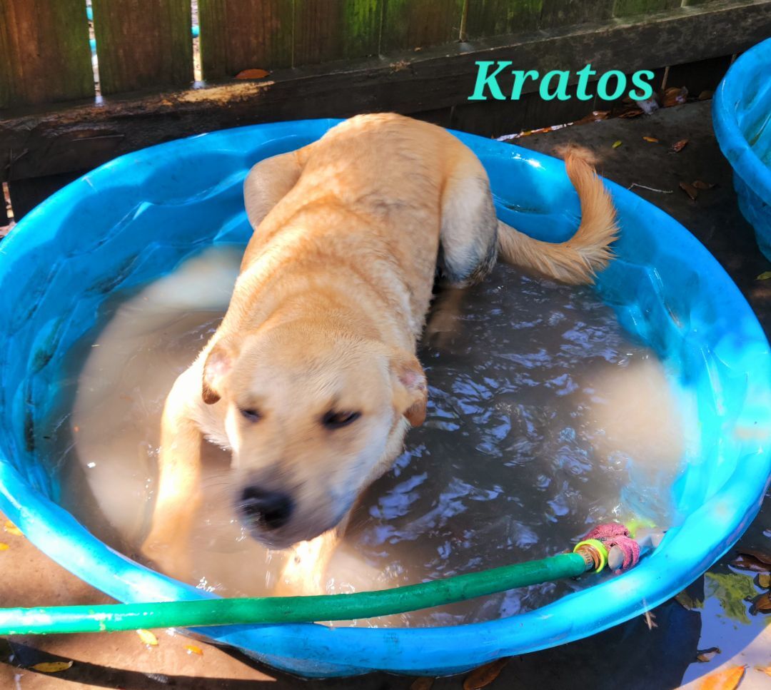 Enlarge Kratos, a Adoptable mixed breed in Branchville, SC image 3/8