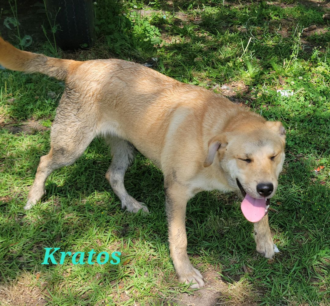 Enlarge Kratos, a Adoptable mixed breed in Branchville, SC image 4/8