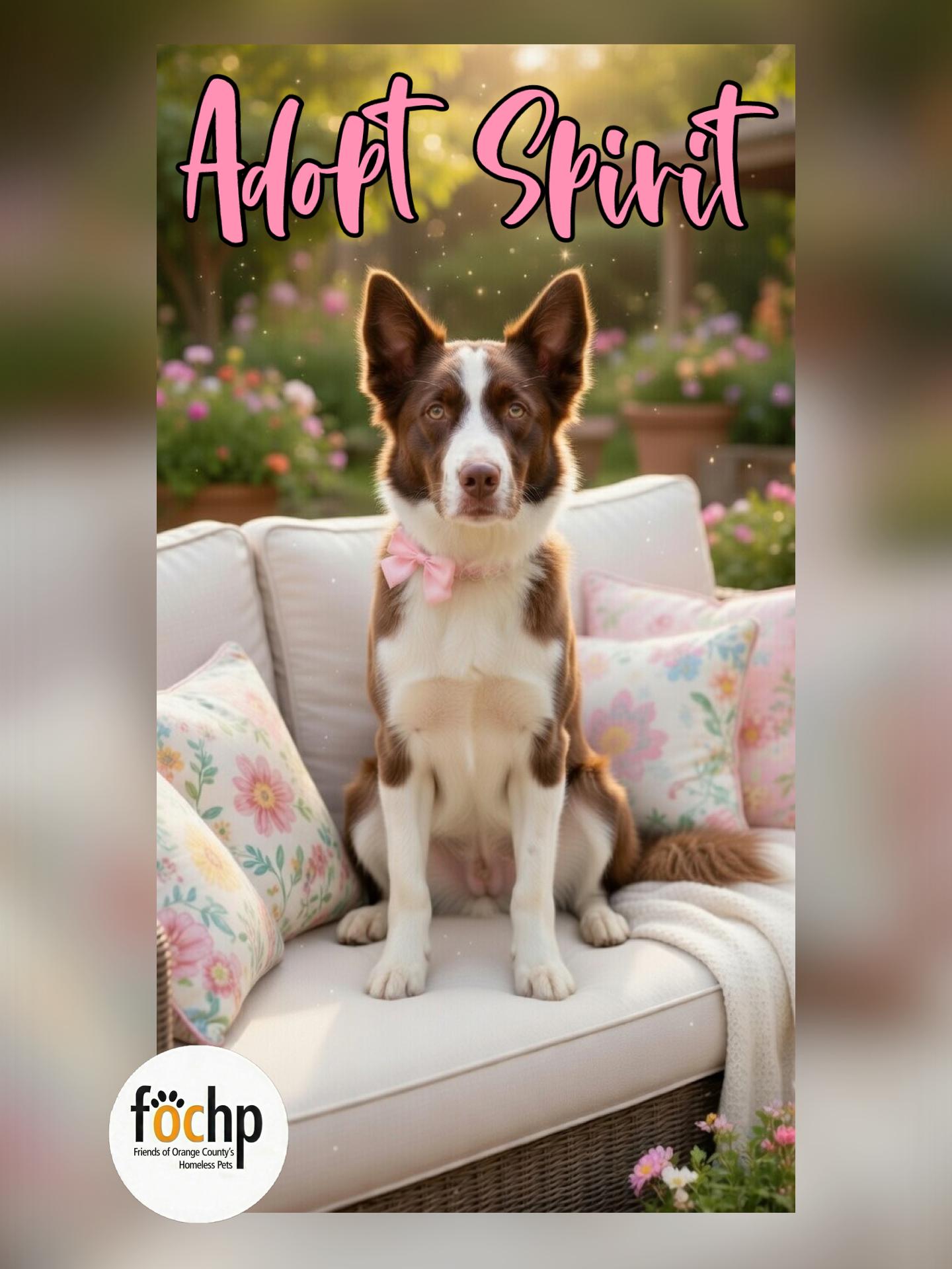 Spirit, Adoptable, Adult Female Border Collie.
