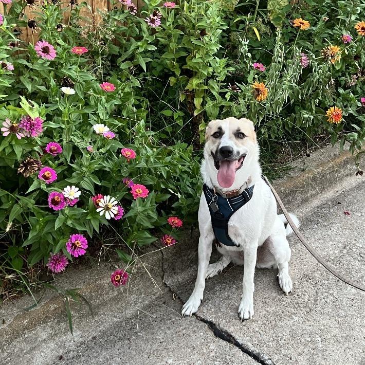 Enlarge Charlie, a Adoptable mixed breed in Tulsa, OK image 1/6