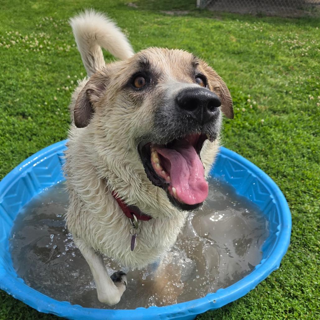 Enlarge Charlie, a Adoptable mixed breed in Tulsa, OK image 3/6