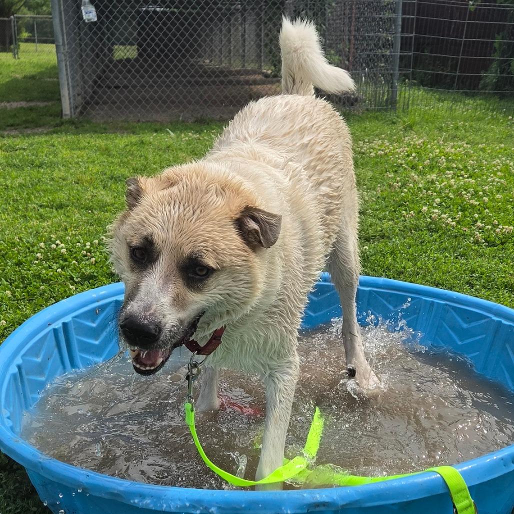 Enlarge Charlie, a Adoptable mixed breed in Tulsa, OK image 4/6