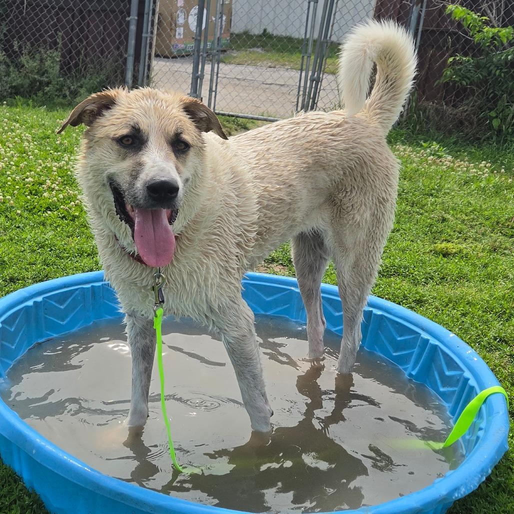 Enlarge Charlie, a Adoptable mixed breed in Tulsa, OK image 5/6