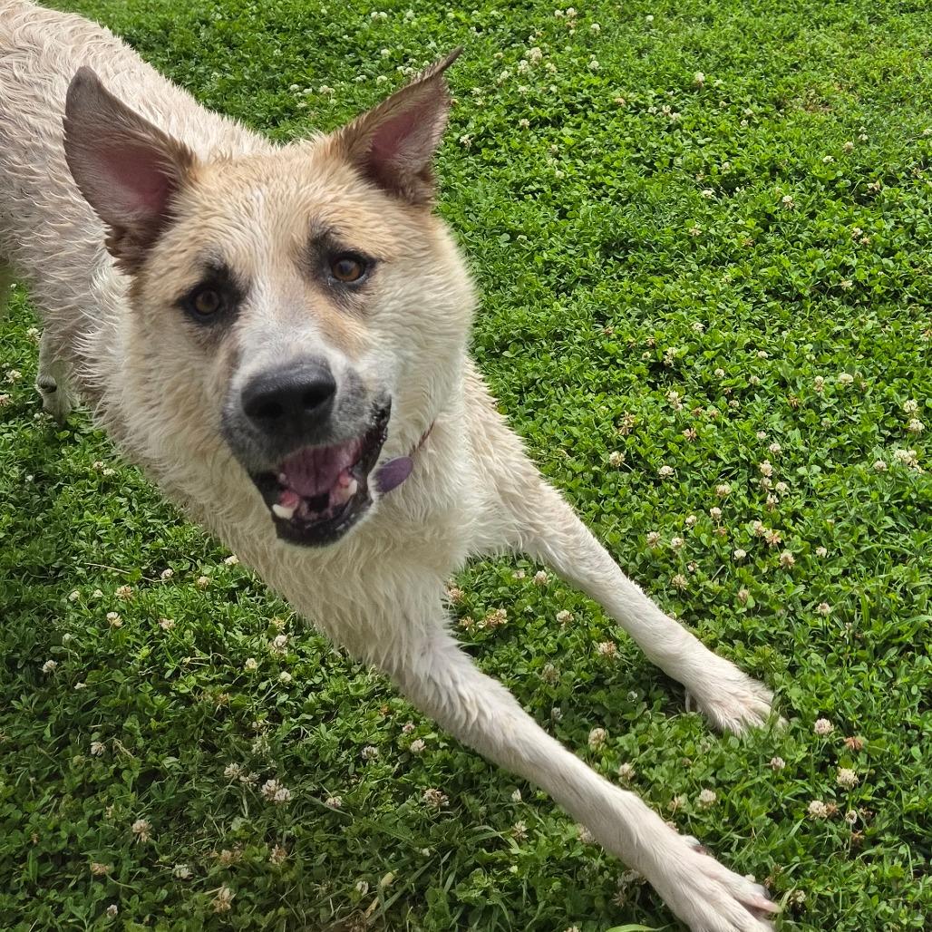 Enlarge Charlie, a Adoptable mixed breed in Tulsa, OK image 6/6
