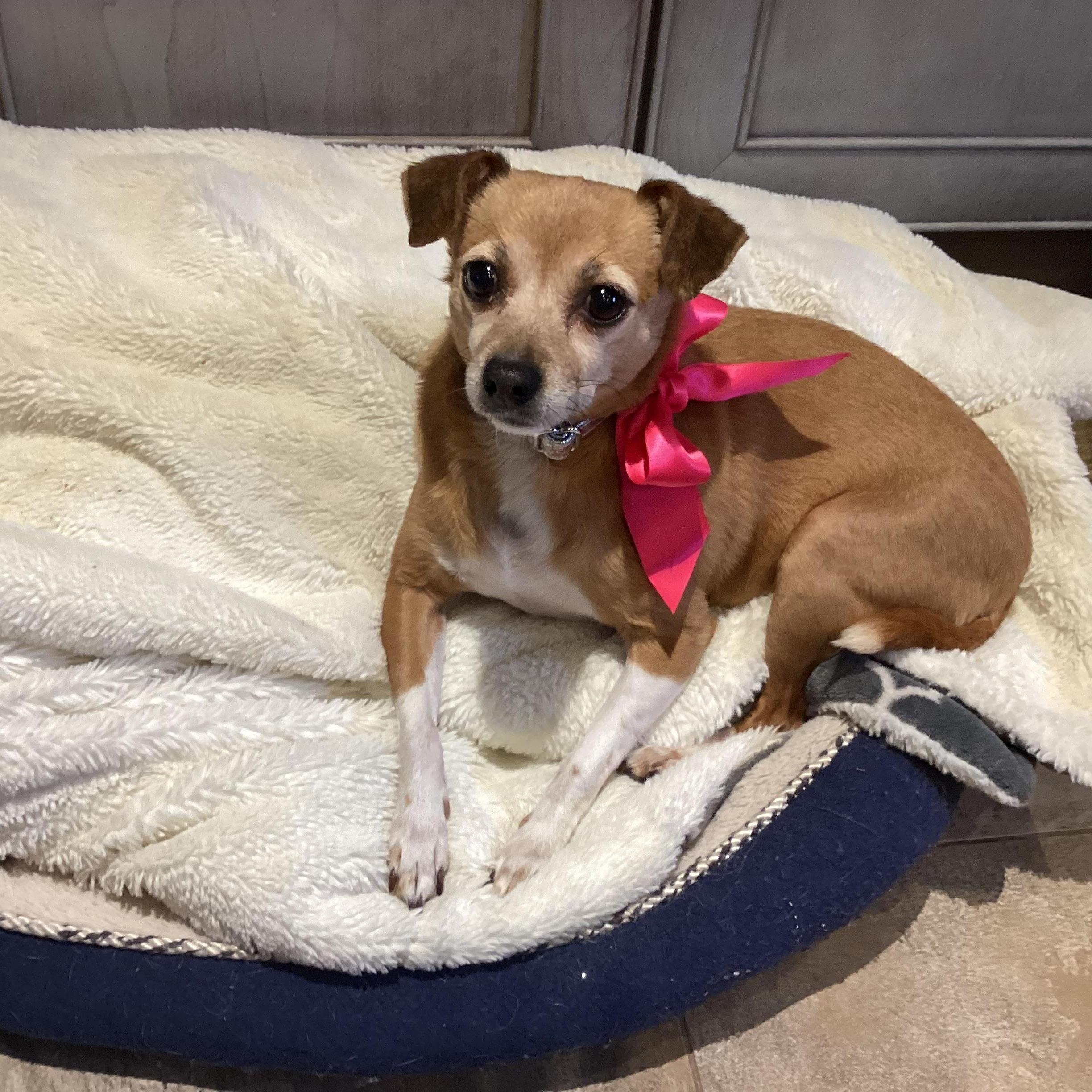 Penny, a Adoptable mixed breed image 1/5