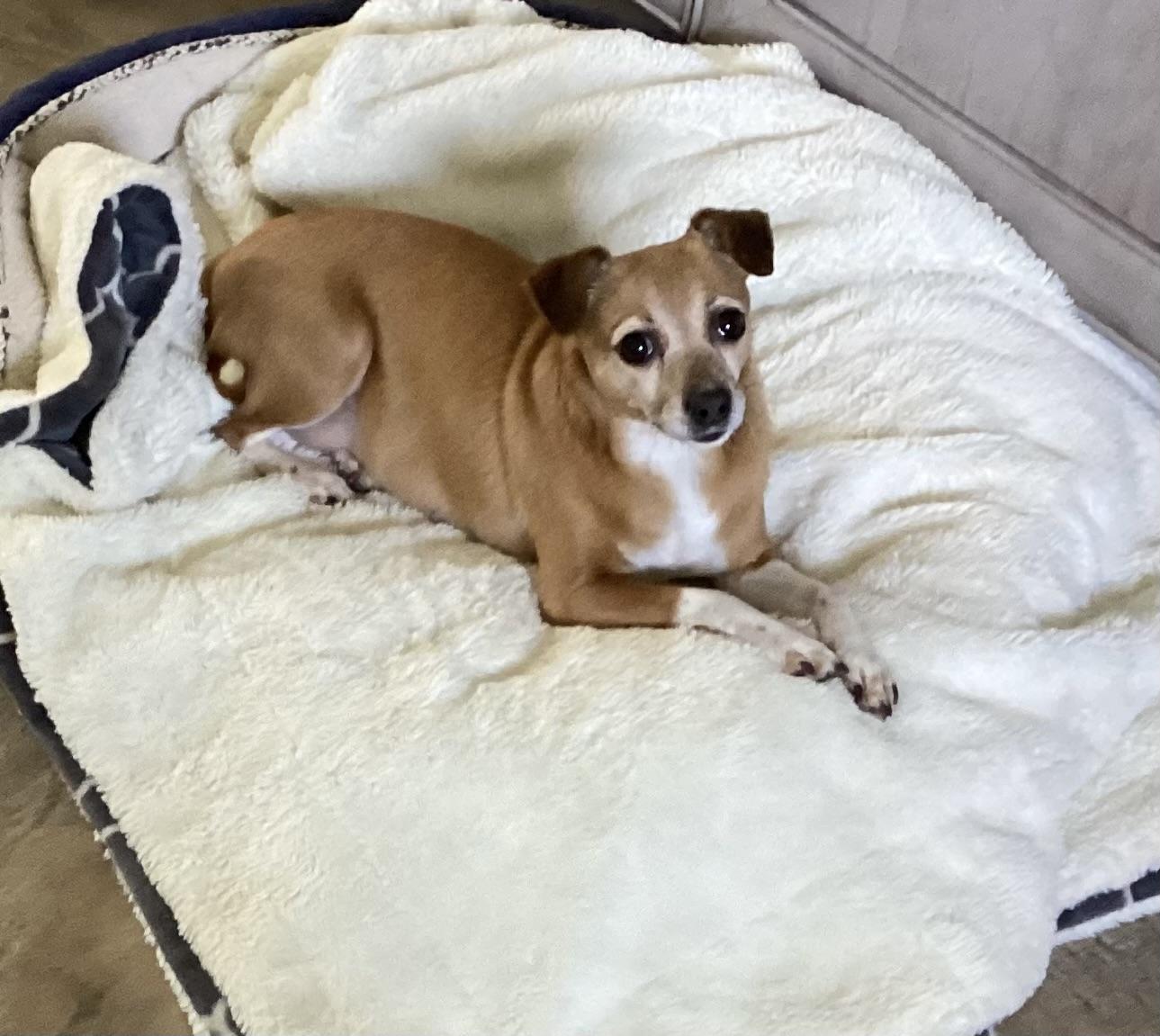 Penny, a Adoptable mixed breed image 3/5