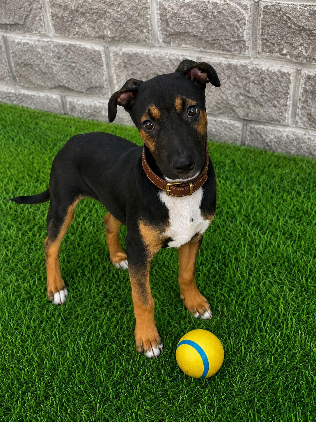Enlarge Archie, a ADOPTABLE mixed breed in Poway, CA image 1/3