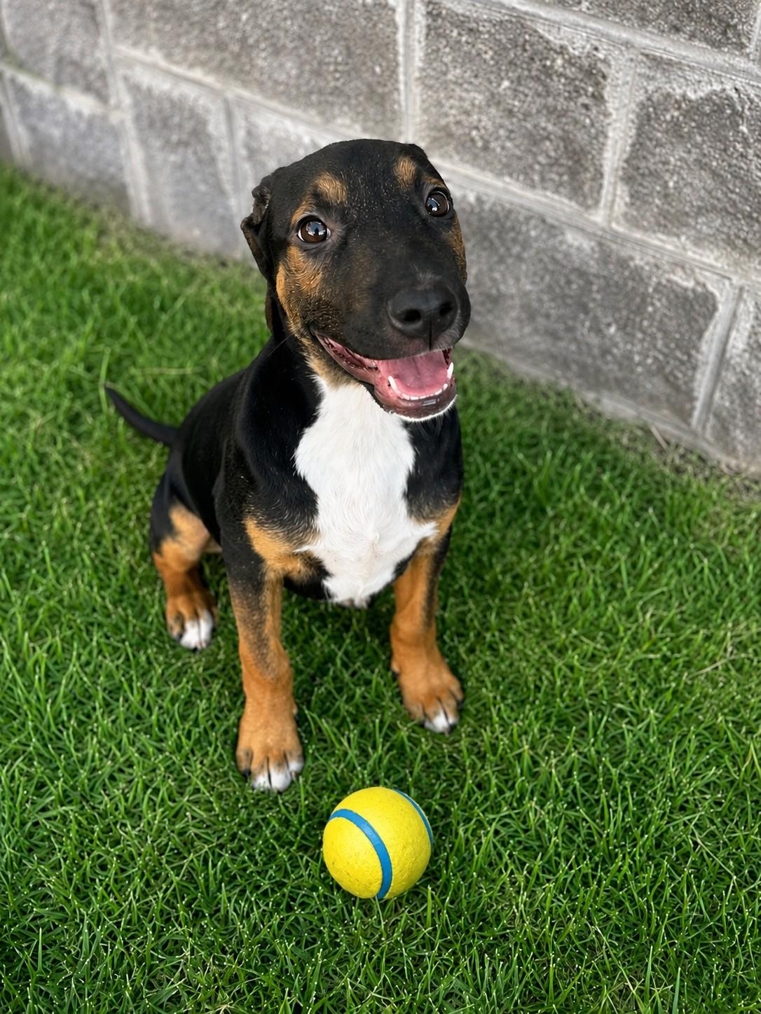 Enlarge Archie, a ADOPTABLE mixed breed in Poway, CA image 3/3