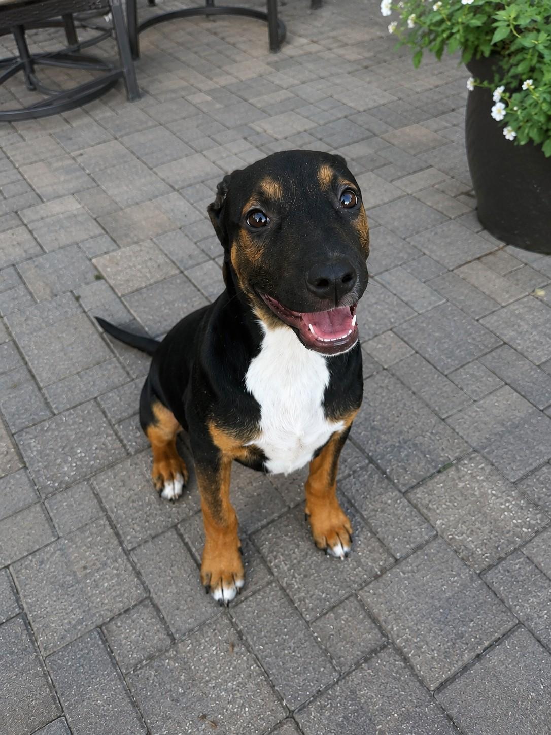 Enlarge Archie, a ADOPTABLE mixed breed in Poway, CA image 3/3