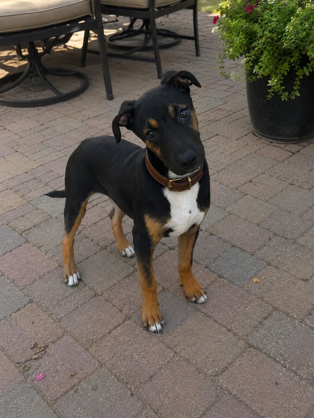 Archie, ADOPTABLE, Puppy Male Shepherd.