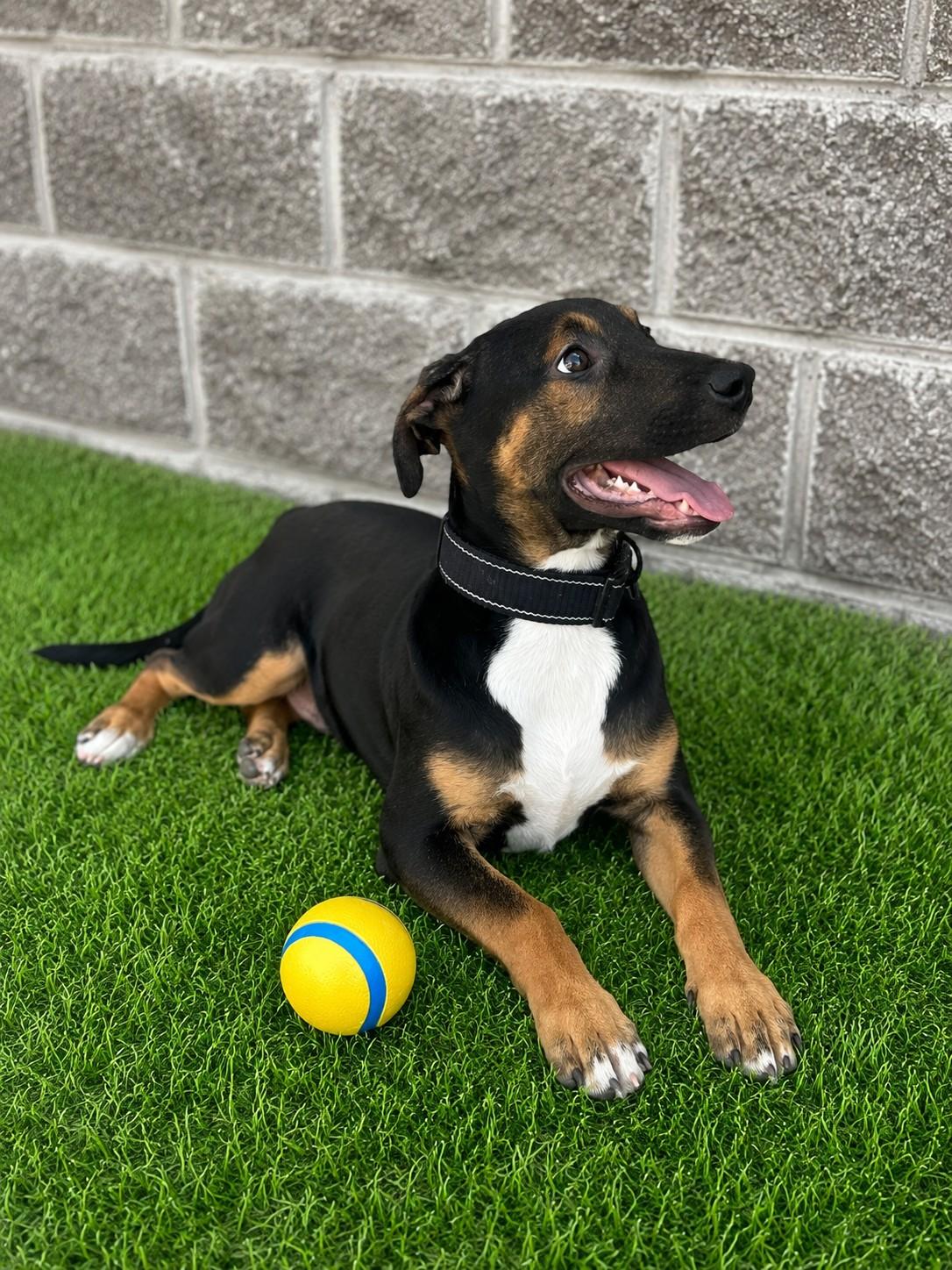 Enlarge Archie, a ADOPTABLE mixed breed in Poway, CA image 2/3
