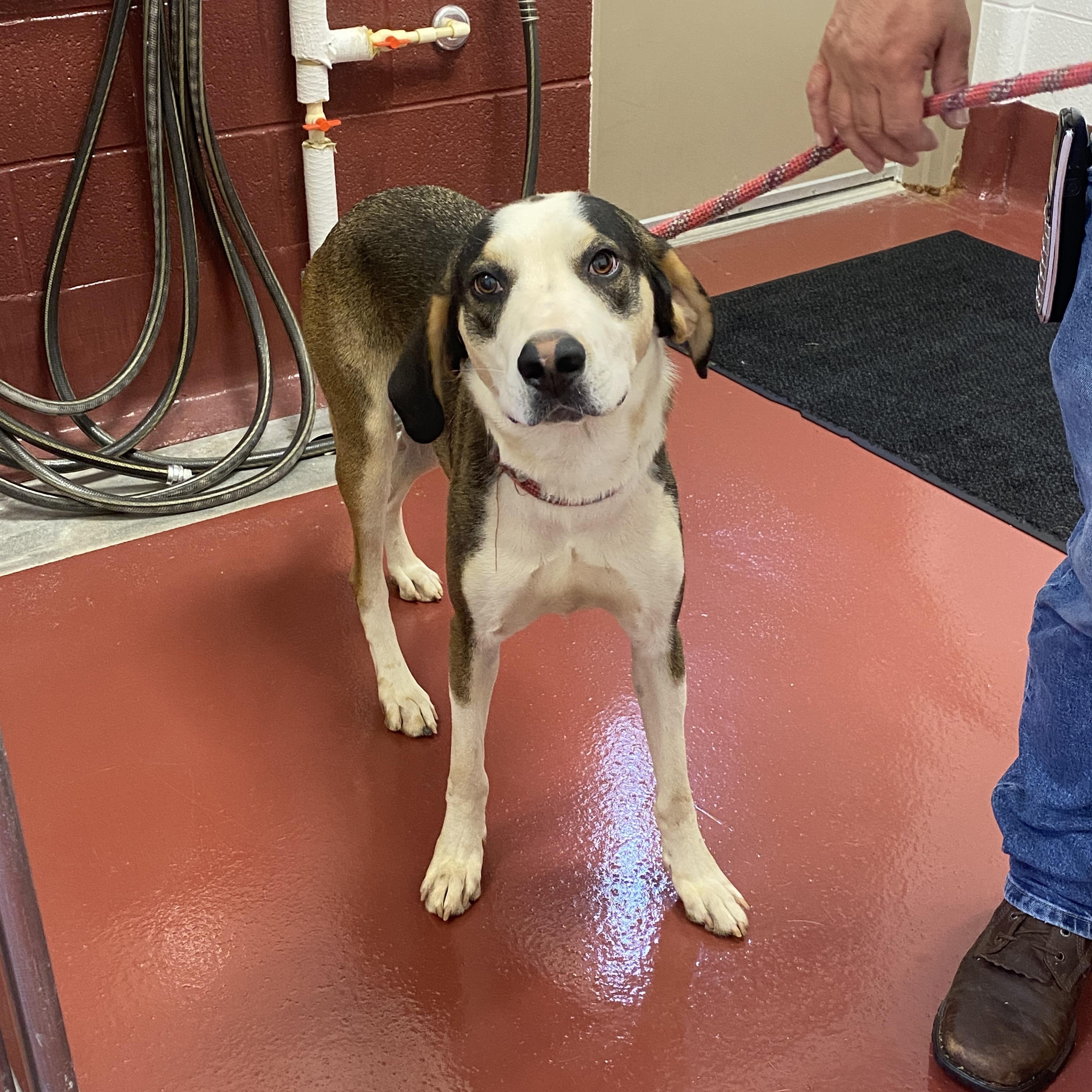 Enlarge Colbolt, a Adoptable mixed breed in Hot Springs, VA image 2/4