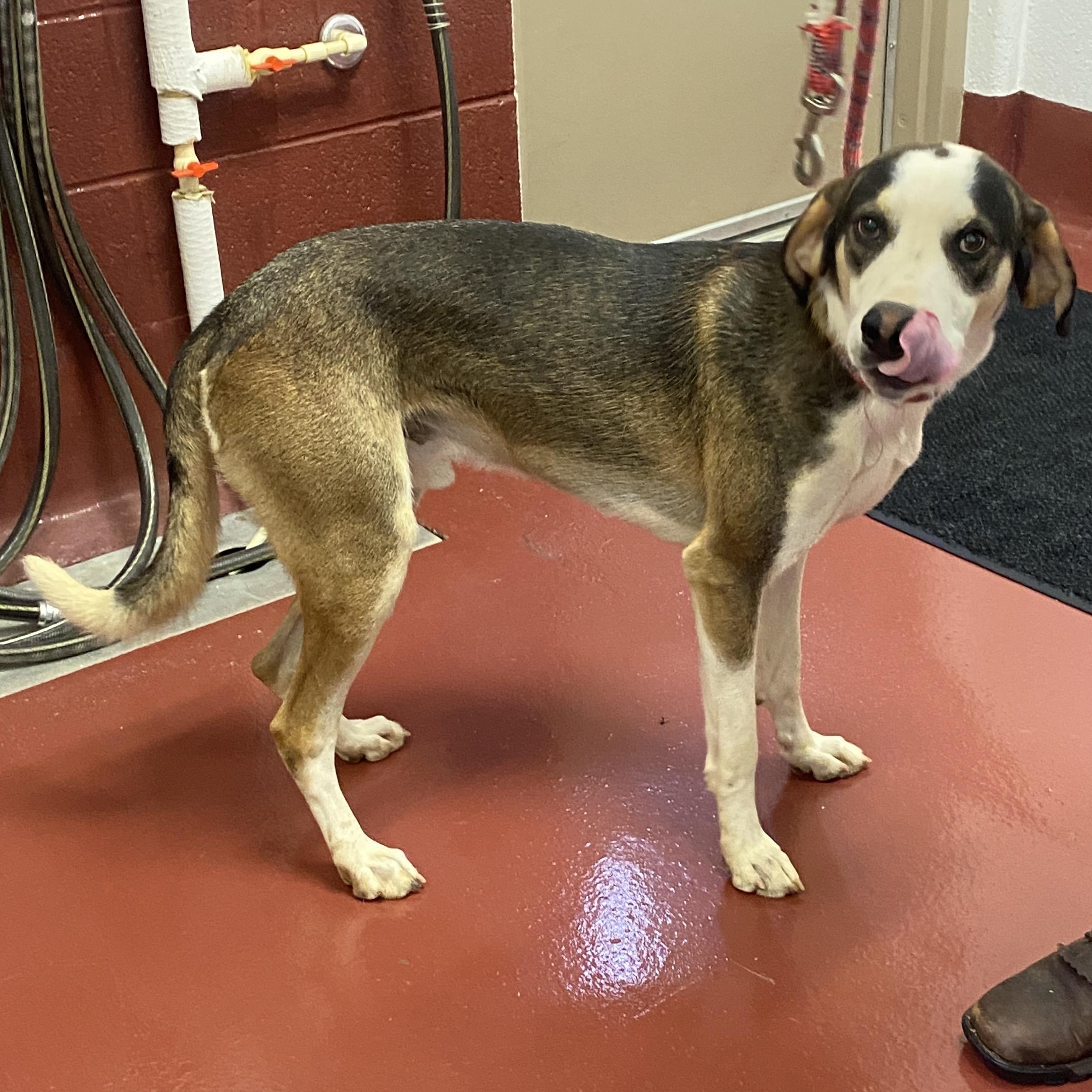 Enlarge Colbolt, a Adoptable mixed breed in Hot Springs, VA image 3/4