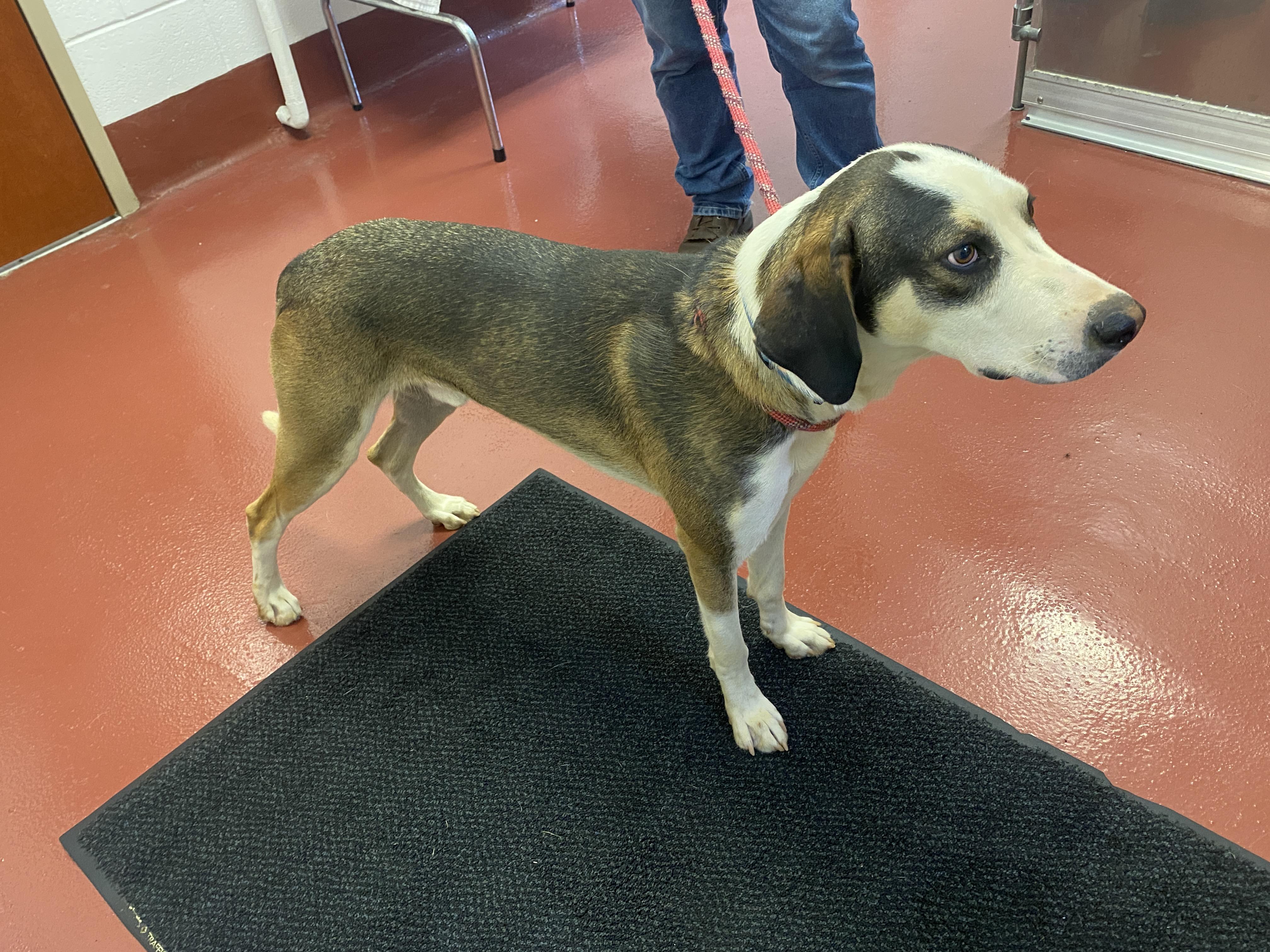 Enlarge Colbolt, a Adoptable mixed breed in Hot Springs, VA image 4/4