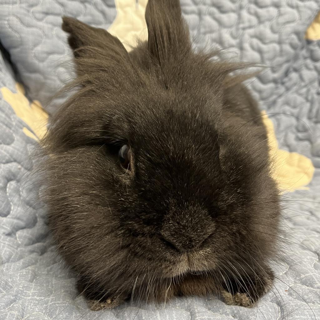 Boo, Adoptable, Senior Male Lionhead.