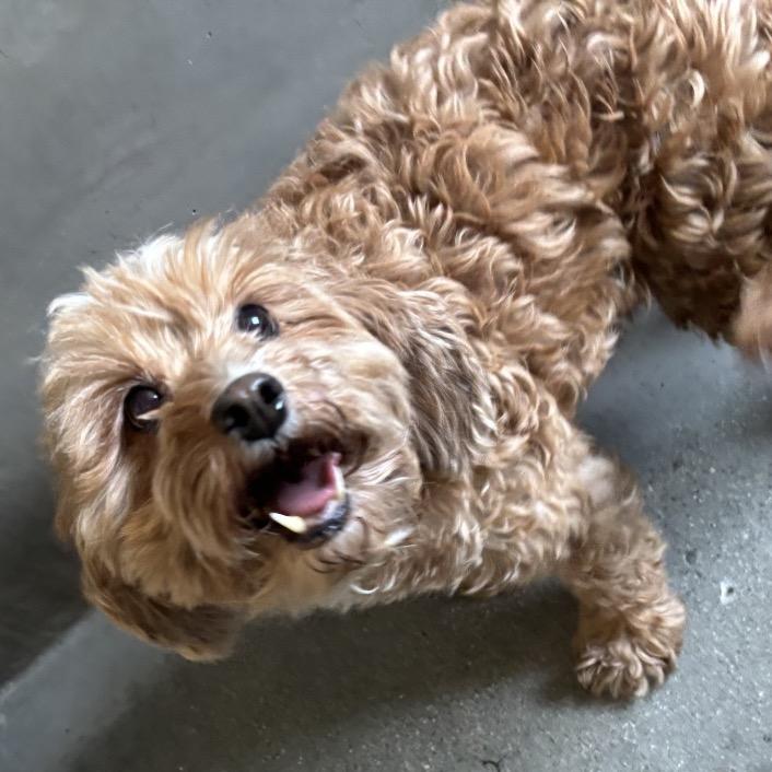 Coco A2300227, Adoptable, Senior Female Cavalier King Charles Spaniel & Mixed Breed.