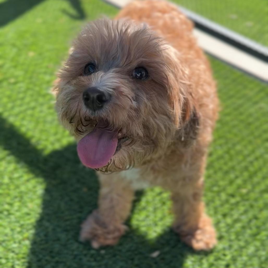 Enlarge Coco A2300227, a Adoptable mixed breed in Mission Hills, CA image 2/3