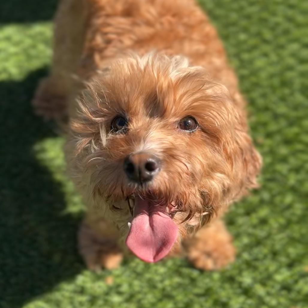 Enlarge Coco A2300227, a Adoptable mixed breed in Mission Hills, CA image 3/3