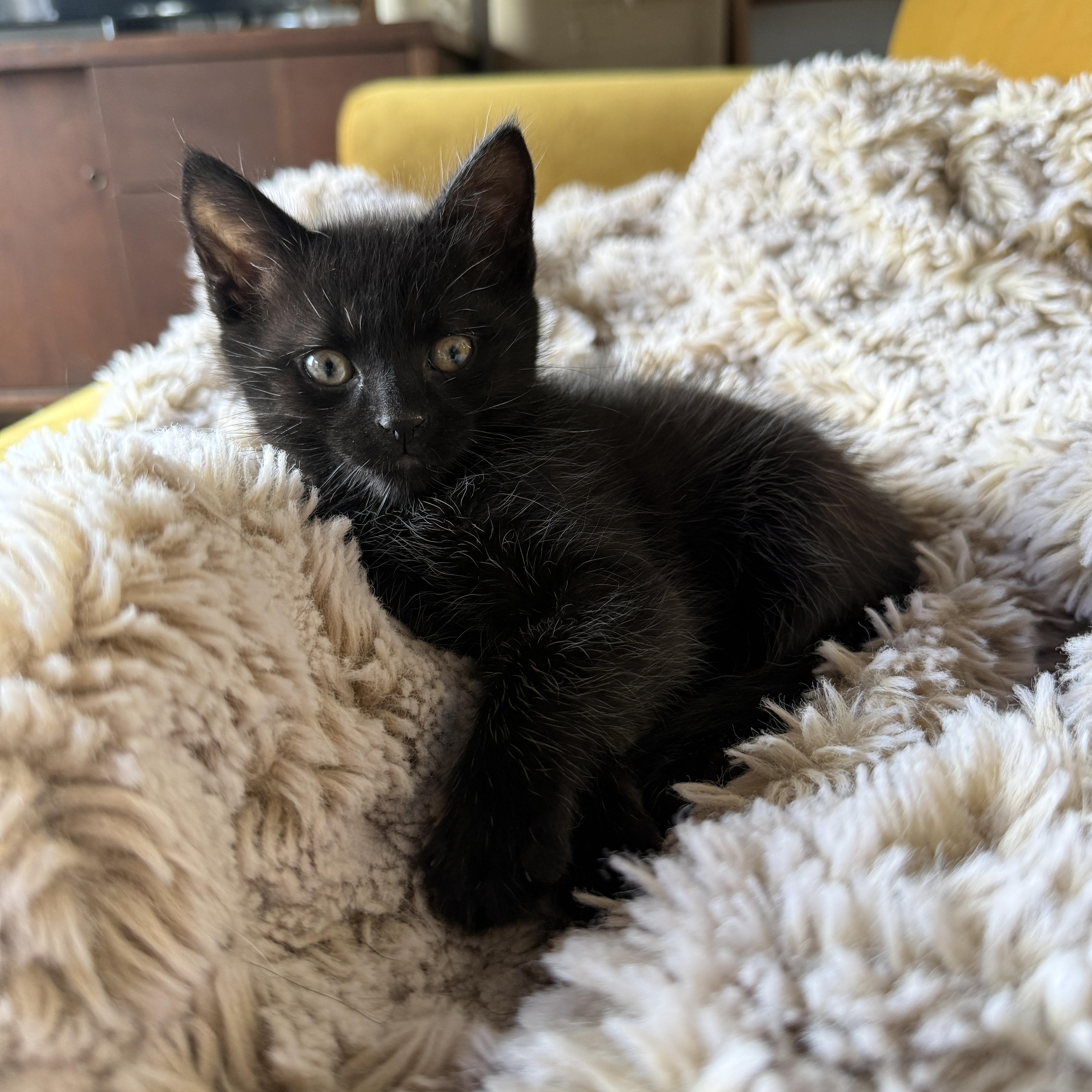 David Bowie, Adoptable, Kitten Male Domestic Short Hair.