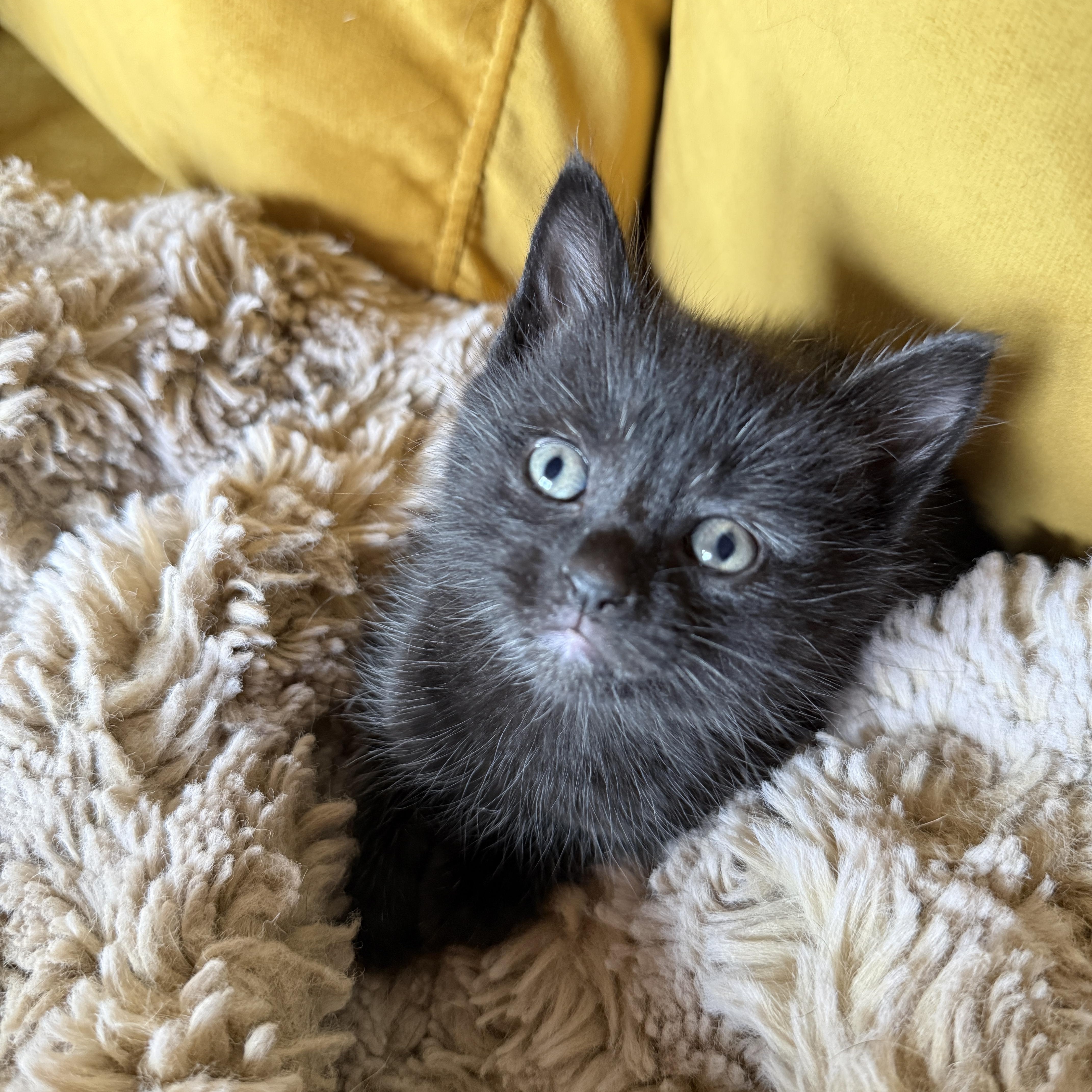 David Bowie, a Adoptable Domestic Short Hair in Clyde, NC image 3/5
