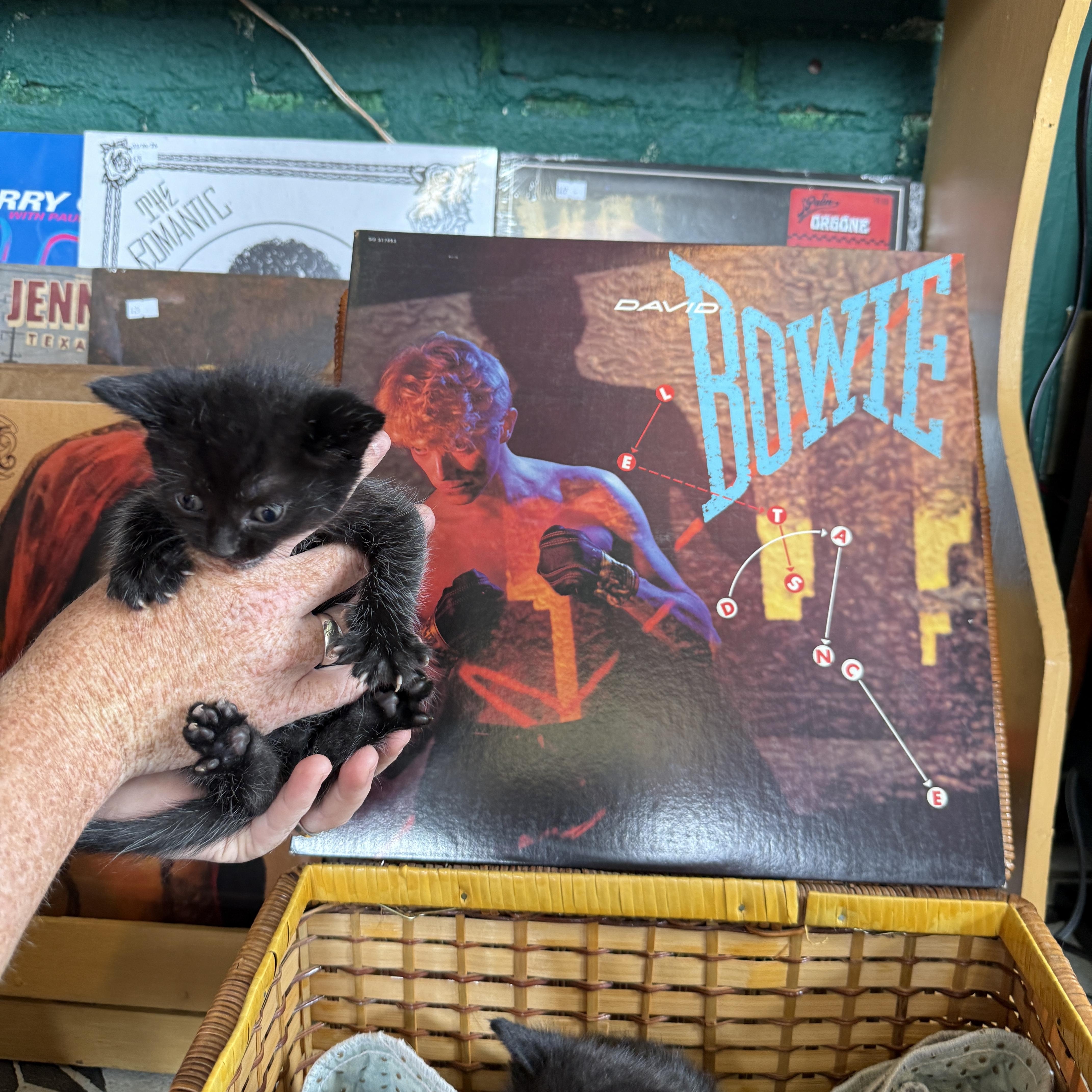 David Bowie, a Adoptable Domestic Short Hair in Clyde, NC image 4/5