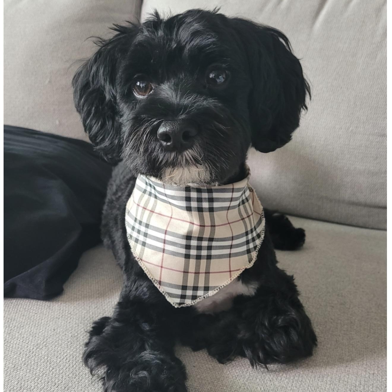 Murphy, adopted, Adult Male Yorkshire Terrier & Miniature Poodle.