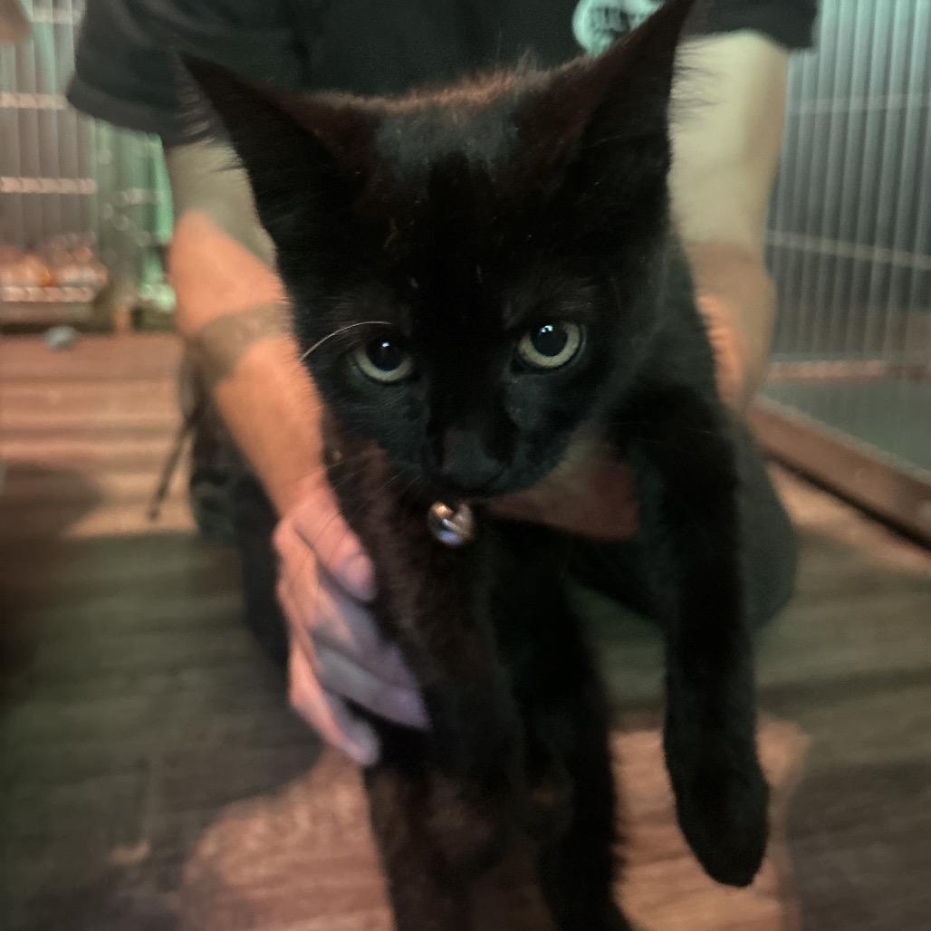 Nymph, Adoptable, Young Female Domestic Short Hair.