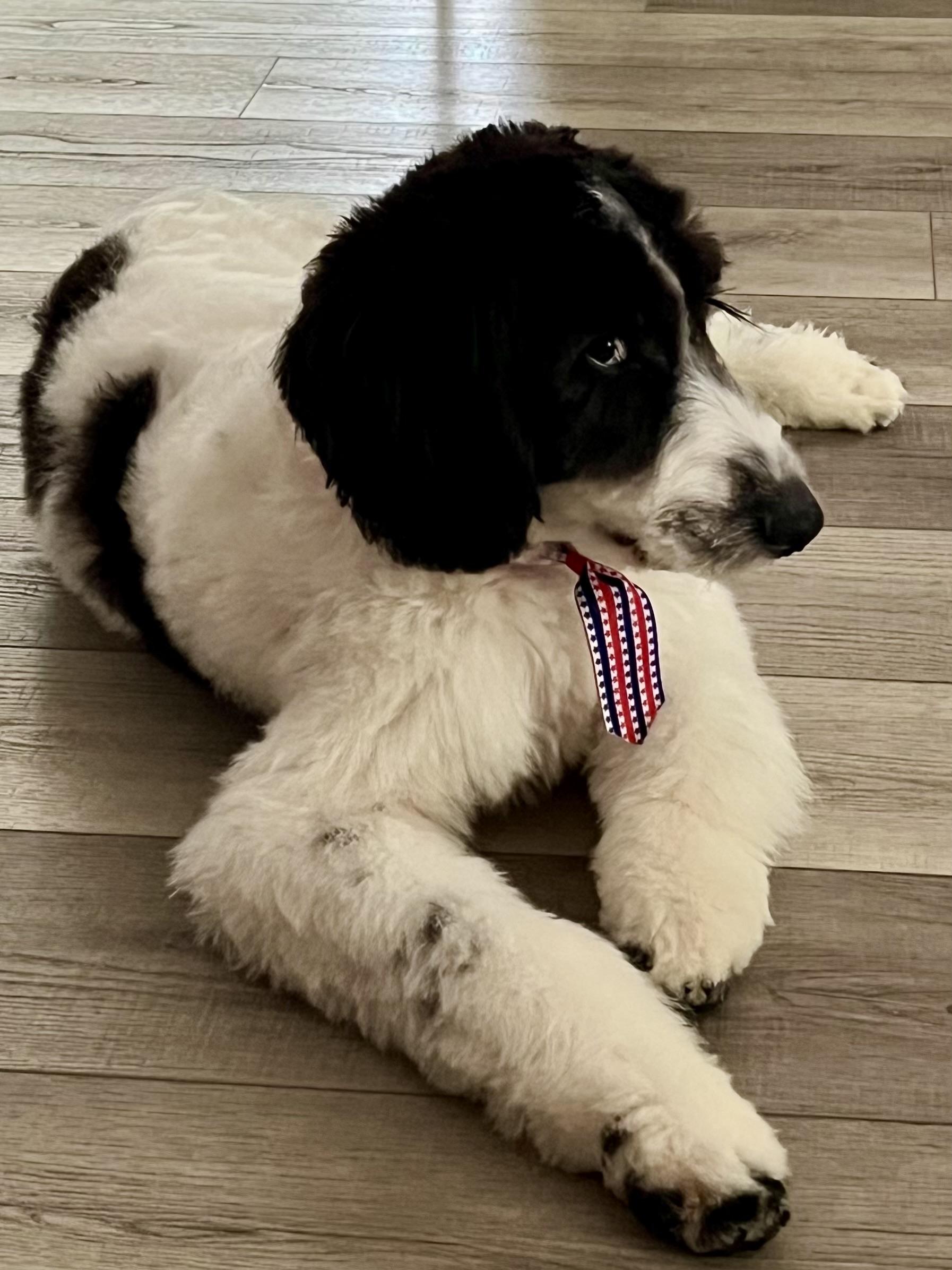 Milo, adopted, Puppy Male Poodle.