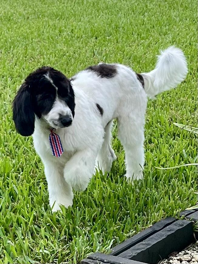Enlarge Milo, an adopted mixed breed in Bradenton, FL image 4/6