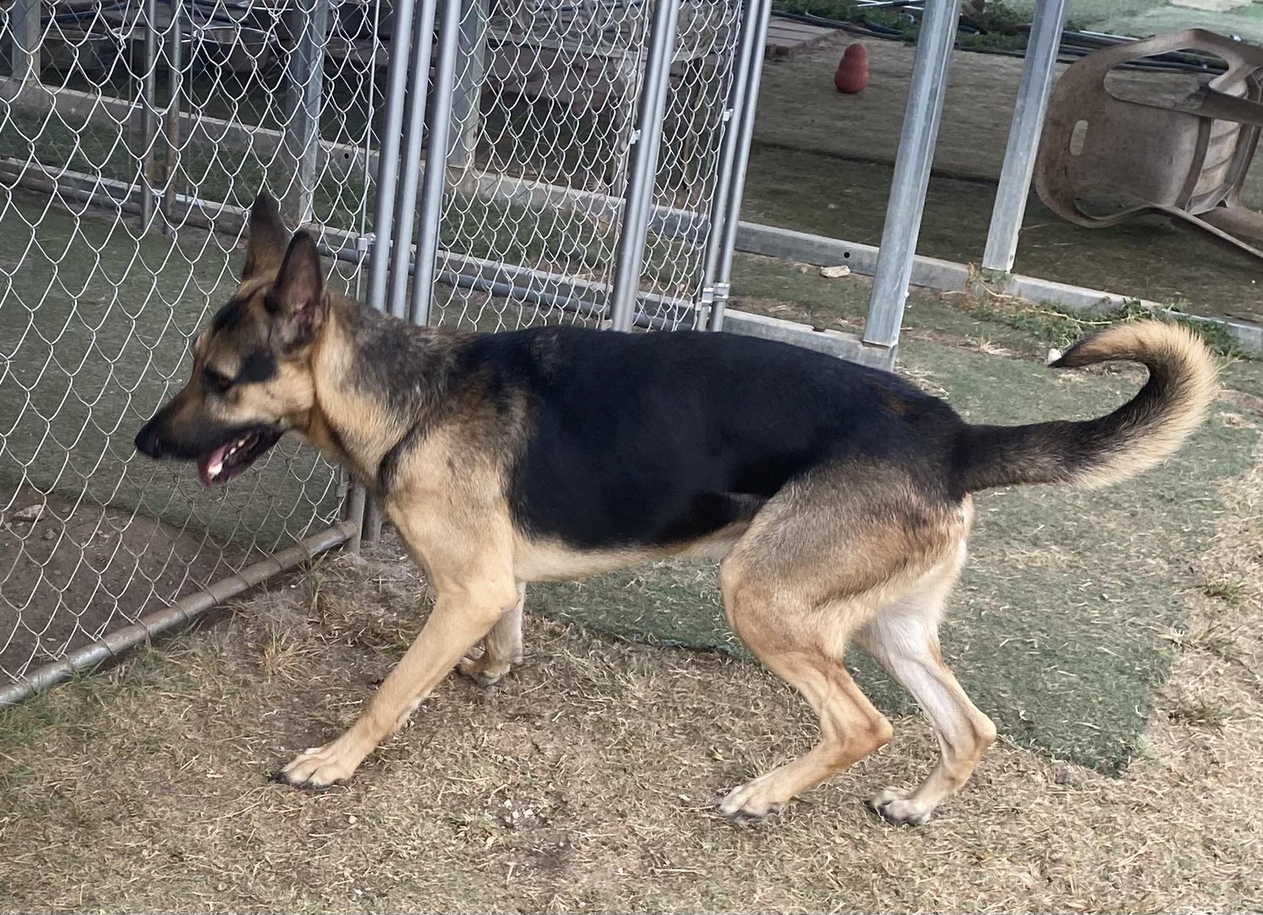 Sergeant, an adopted German Shepherd Dog in Round Rock, TX image 4/4