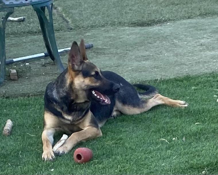 Sergeant, adopted, Young Male German Shepherd Dog.